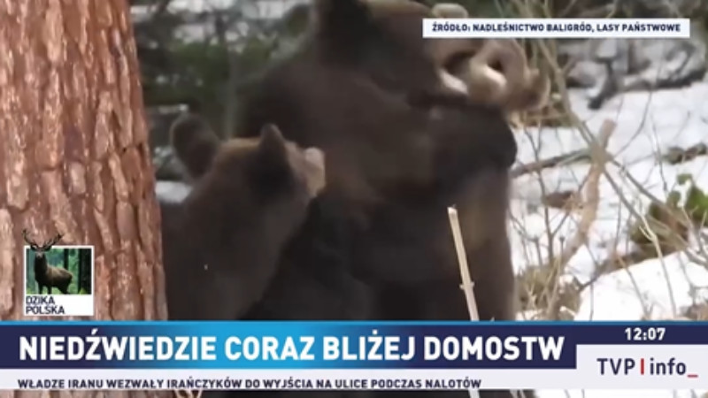 Niedźwiedzie coraz bliżej domostw (TVP info)