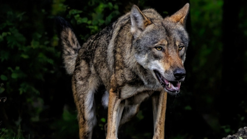 TVP Info w KOMAŃCZY 