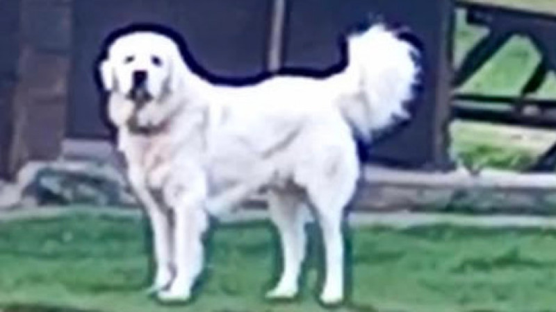 Szukamy właściciela psa.