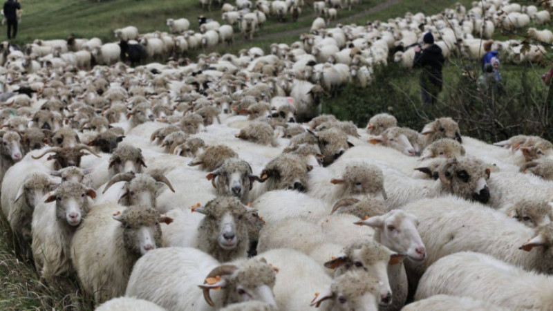 Jesienny redyk w OSŁAWICY w gminie KOMAŃCZA